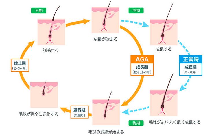 ヘアサイクル