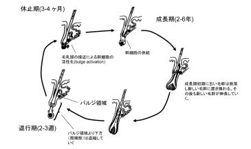 毛と毛包の解剖・毛髪異常（AGA）